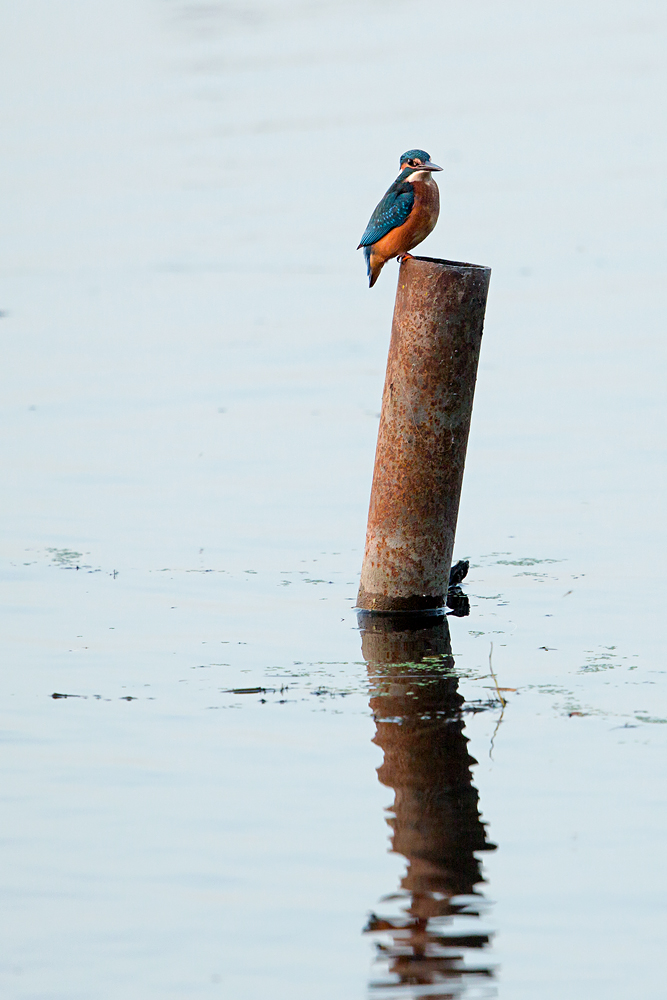 Eisvogel