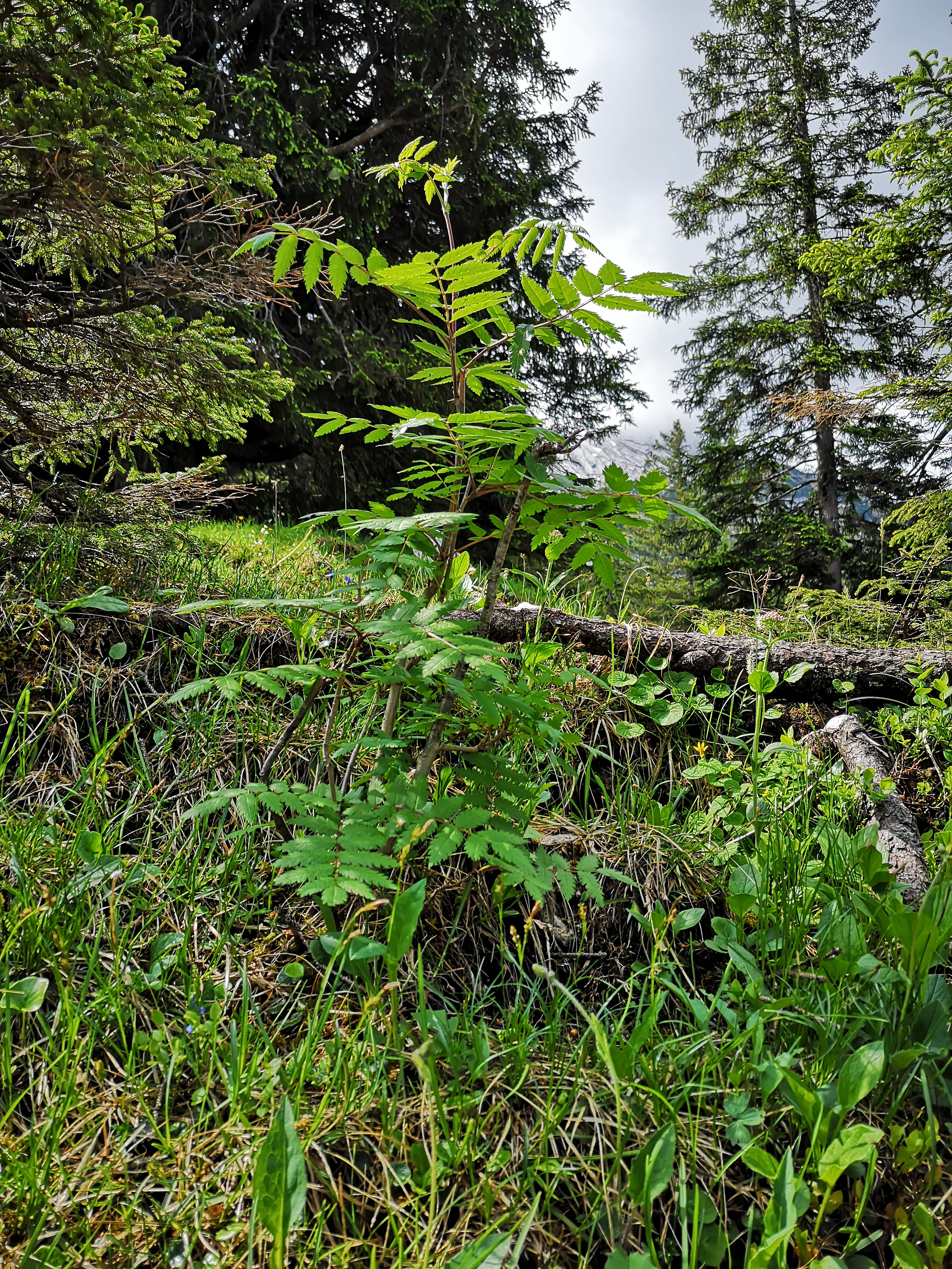 You are currently viewing BR berichtet über den Start der Baumgrenzen-Kartierung​