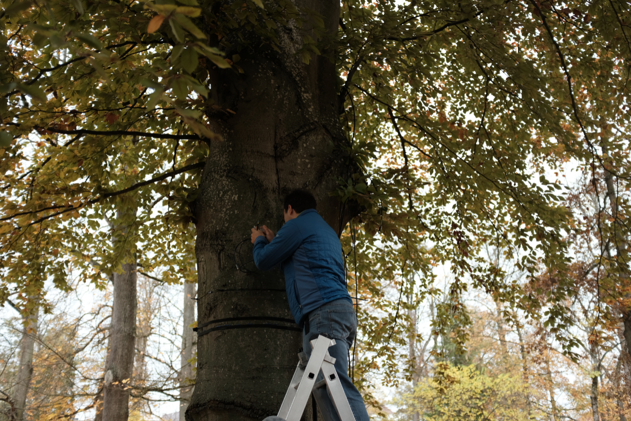 Mehr über den Artikel erfahren „Baum 4.0“ in Eichstätt wird installiert
