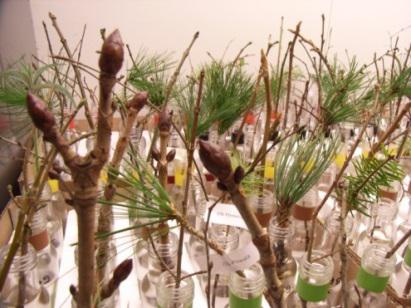 Twig Experiment Climate Change Simulator - Zweige in einen Labor