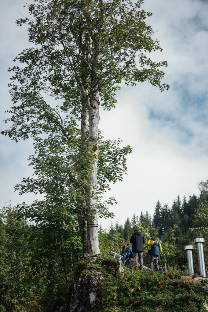 Baum 4.0 in Berchtesgaden