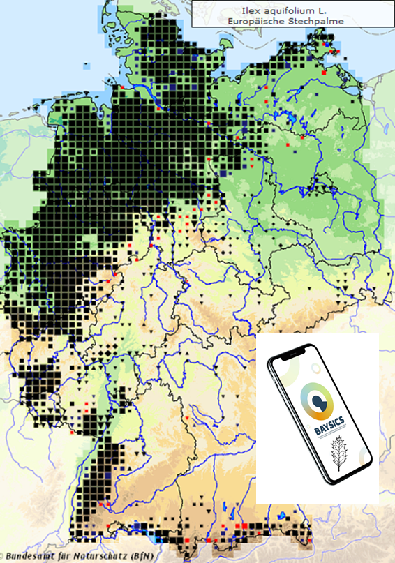 Karte der Verbreitung der Stechpalme