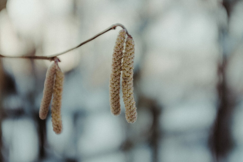 Haselkätzchen im Winter