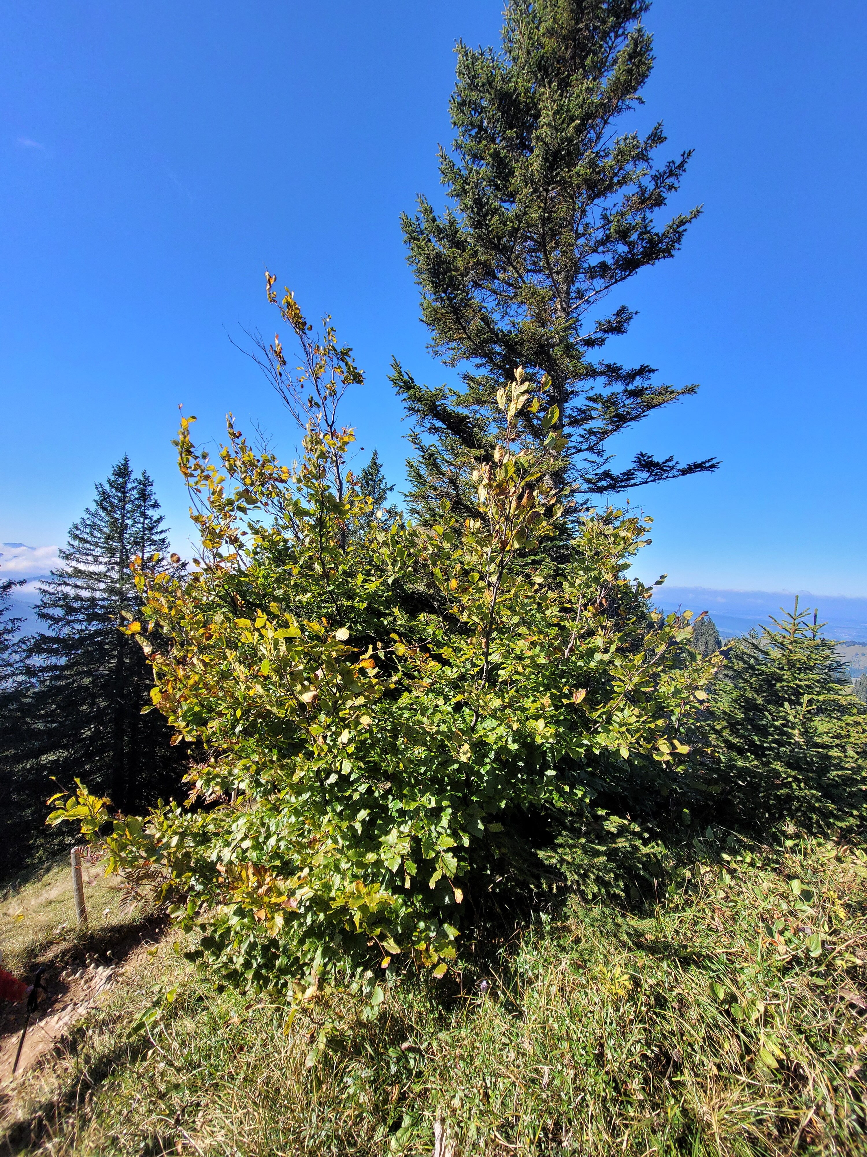 Mehr über den Artikel erfahren Alpinwelt Artikel: „Bäume wandern himmelwärts“