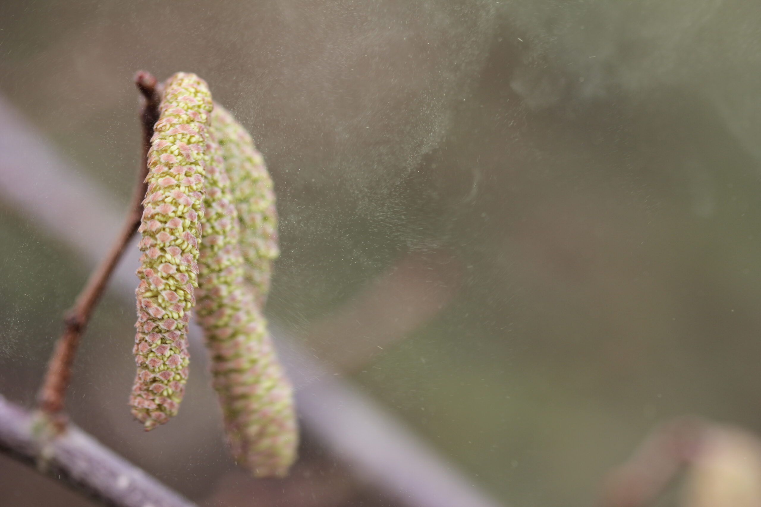 Read more about the article Radiobeitrag: Pollen im Anflug