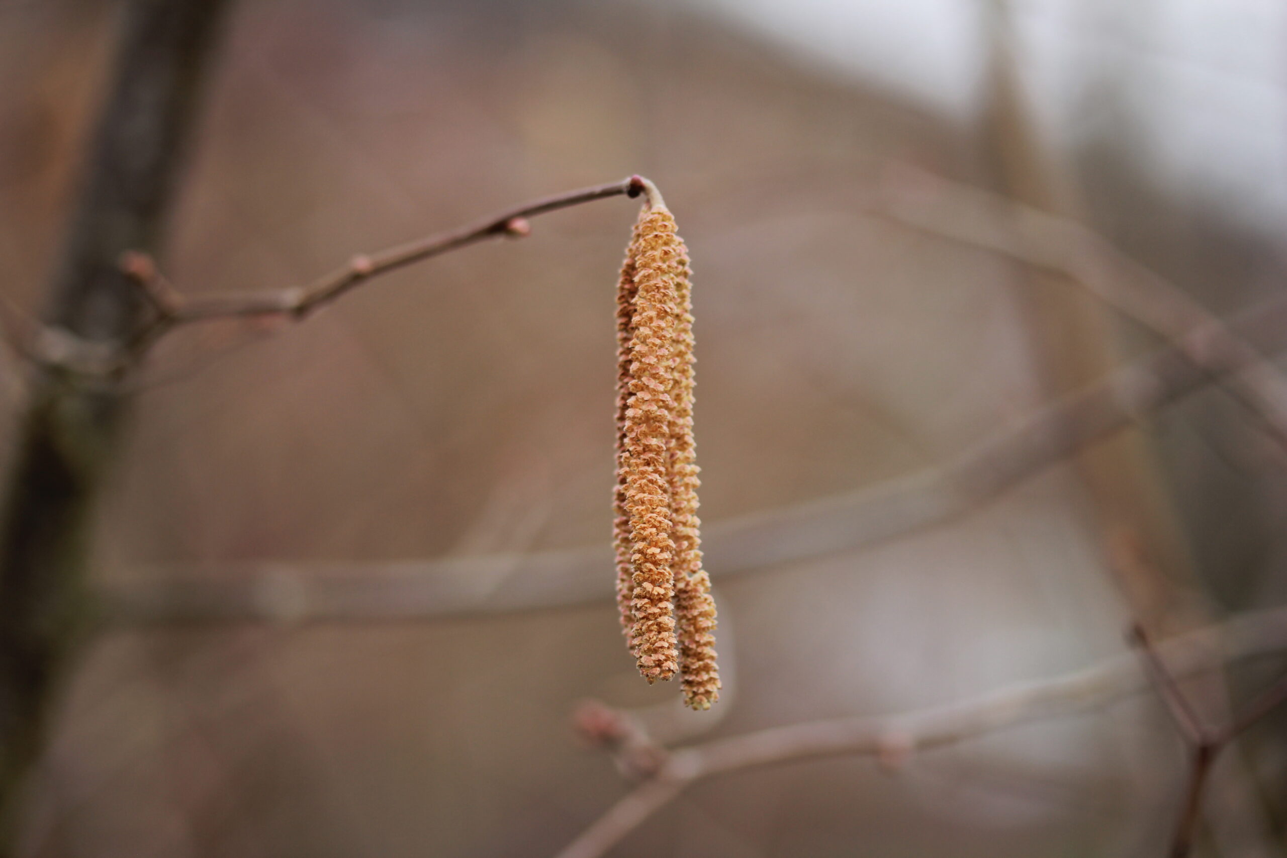 Read more about the article BR Fernsehen: Beginn der Pollensaison immer früher